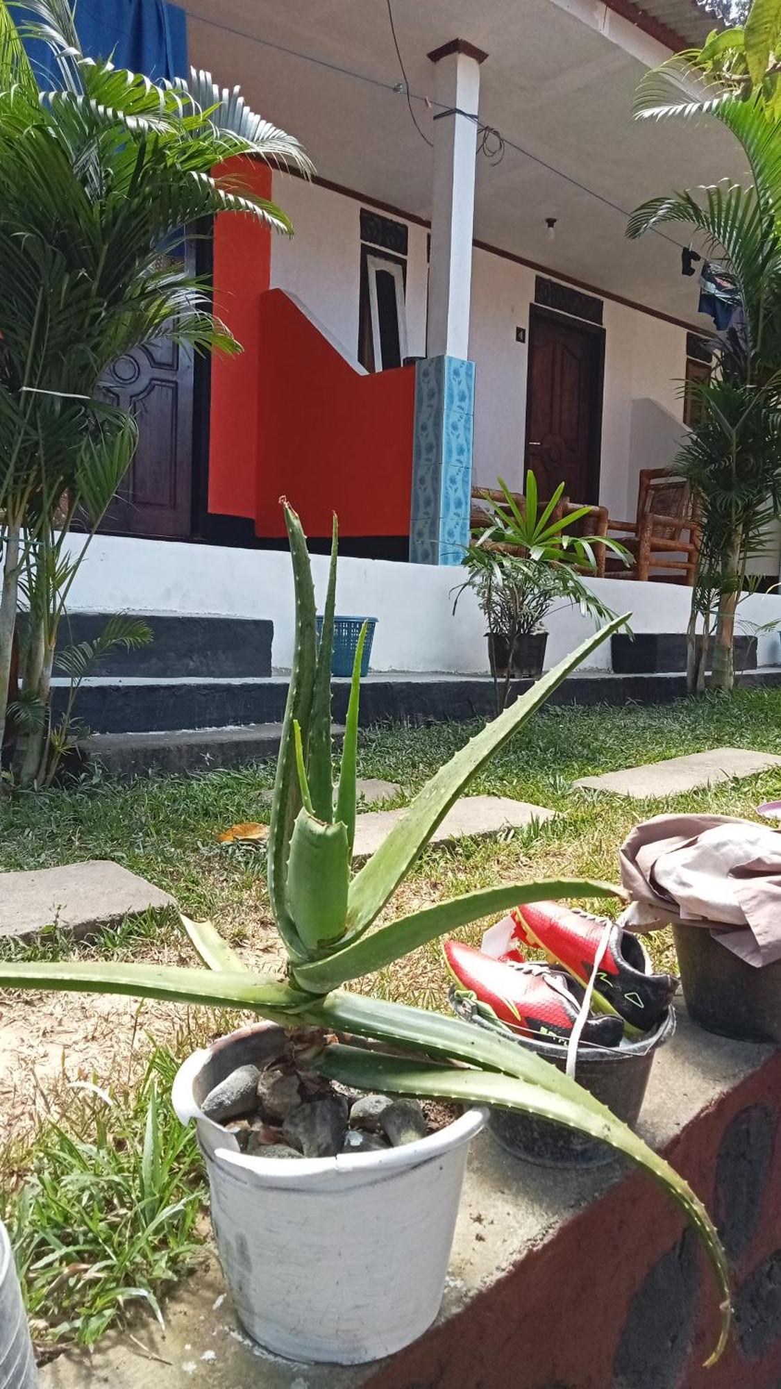 Kuta  Roy Homestay Kuta מראה חיצוני תמונה